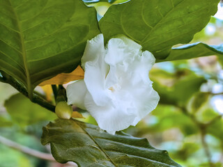 Close up of jasmine flowers growing on the bush in a garden. Jasminum sambac (Arabian jasmine or...