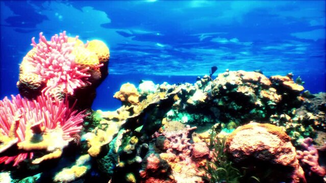 Underwater Wonder: Vibrant Corals and Diverse Marine Life