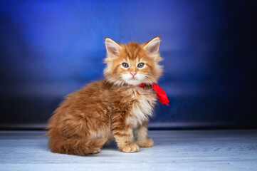 nice studio photo of red Maine Coon kittens on blue background cute pets, baby cats