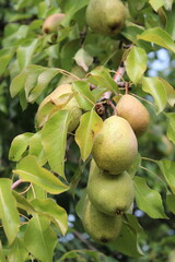Pear Orchard