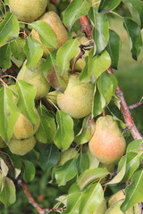 Pear Orchard