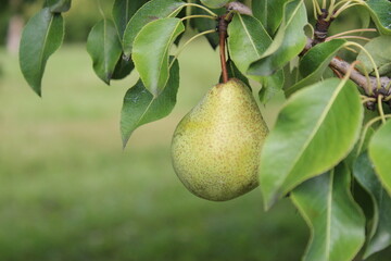 Pear Orchard