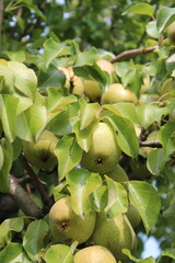Pear Orchard