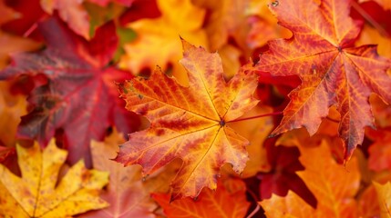Naklejka na ściany i meble Vibrant Autumn Maple Leaves Close-Up 