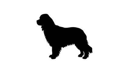Newfoundland dog, black isolated silhouette