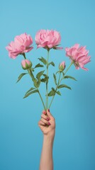 Fresh pink peony flowers in woman hands on blue background
