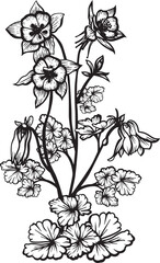 Columbine. Hand drawn vector plant illustration