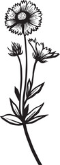 Indian Blanket. Hand drawn vector plant illustration