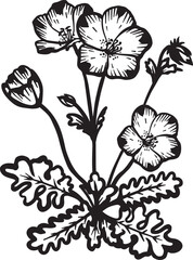 Five Spot. Hand drawn vector plant illustration