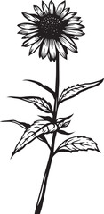 Purple Coneflower. Hand drawn vector plant illustration
