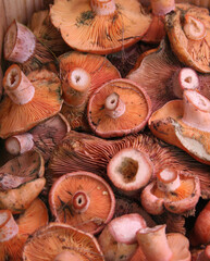 Mushrooms of the Lactarius deliciosus variety,..