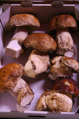 Top view of several boletus in a box. Freshly caught..