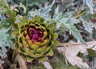 artichoke in the garden, purple artichoke