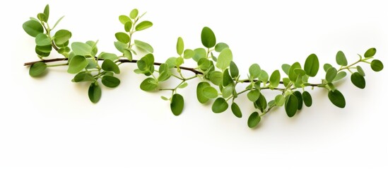 Close up of oregano plant twig on white background