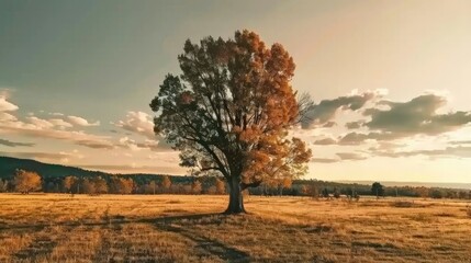 Majestic Solitary Tree in Vast Open Field