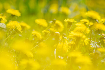 yellow dandelions in a clearing, close-up, selective focus, yellow haze