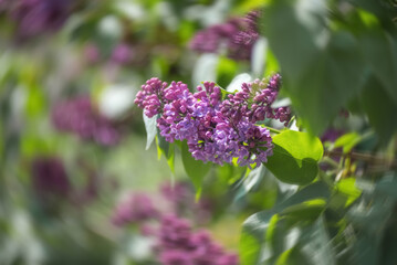pink lilac branch, selective focus