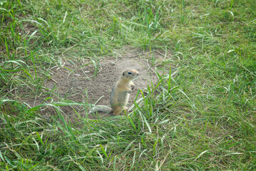 a small ground squirrel climbs out of a hole in a clearing among the grass, a selective focus