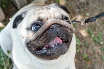 The muzzle of a happy smiling pug dog in close-up, selective focus
