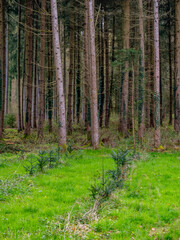 Wiederaufforstung durch Anpflanzen junger Bäume im Mischwald