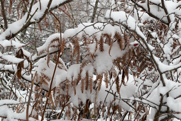 Bracken or fern covered with snow during winter in closeup