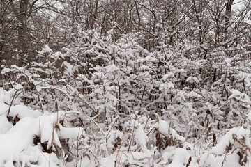 Foliage covered with snow, winter landscape