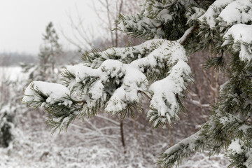 Pine tree branch covered with snow, coniferous tree during winter