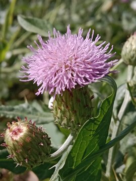 cirsium arvense flower or field thistle flower or flower of the creeping thistle or Canada thistle flower 