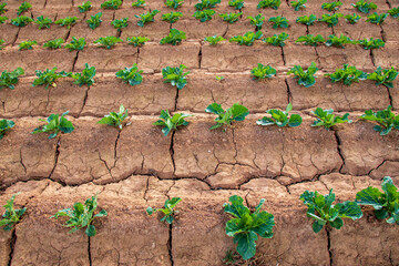 rows of Savoy cabbage seedling in the vegetable garden, plantation of a young Savoy cabbage plants