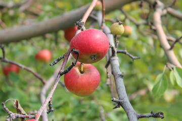 Apple Orchard