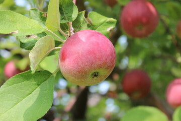Apple Orchard