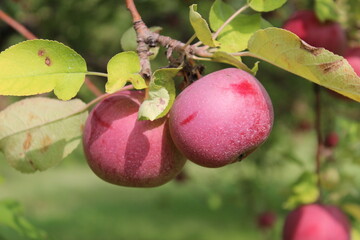 Apple Orchard