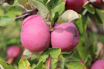 Apple Orchard