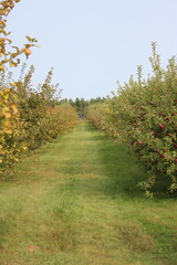 Fototapeta na wymiar Apple Orchard