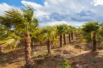 Fototapeta premium row of mid-height palm tree on a sunny day in a strong wind, palm grove