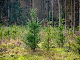 Wiederaufforstung durch Anpflanzen junger Bäume im Mischwald