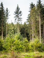 Wiederaufforstung durch Anpflanzen junger Bäume im Mischwald