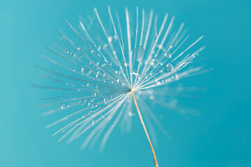 Drops on the dandelion flower seed in springtime, blue background. Dandelion seeds with water drops on blue background. Macro shot. Dandelion flower on a blue background with water drops close up.
