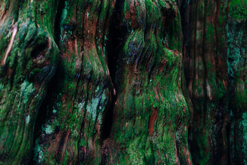green tree trunk texture. green moss