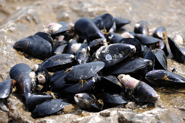 Moscioli or Cozze di Porto-Novo is the name of the mussels collected in the bay of Portonovo in...