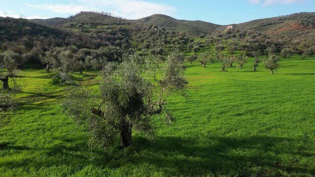 Drone aerial view of the beauty of olive trees for the production of oil olives in Pelopponese, Greece Mani Lakonia - lush lawns and centuries-old olive trees on the Mediterranean coast of Greece 
