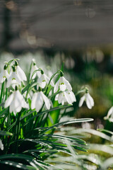 white spring snowdrops in the garden with green grass