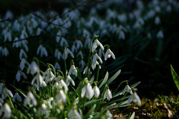 Obraz premium white spring snowdrops in the garden with green grass and tree brunches in dark shadow