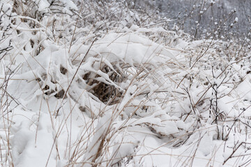 Dry grass in snow, meadow during winter