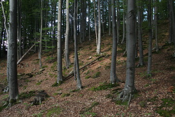 beech forest