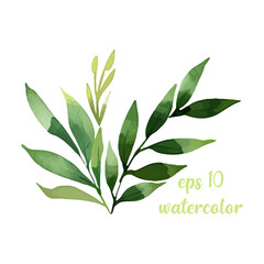 Vector elements of green forest fern, tropical green eucalyptus greenery foliage art natural herbs leaves in watercolor style
