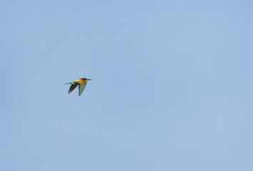 A European bee-eater flying against blue sky, Bahrain