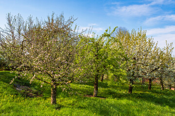 Fototapeta na wymiar Blooming cherry trees under a white and blue sky in Pretzfeld - Germany in the Franconian Switzerland