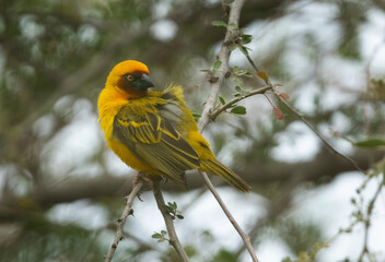 Portrait of a Ruppells weaver bird on tree branch, Bahrain