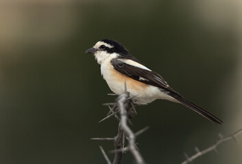 Obraz premium Masked shrike perched on a twig at Buri, Bahrain